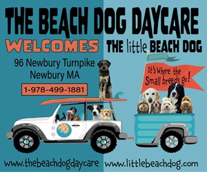 Beach Dog Daycare & little Dog Sidebar Banner Newburyport
