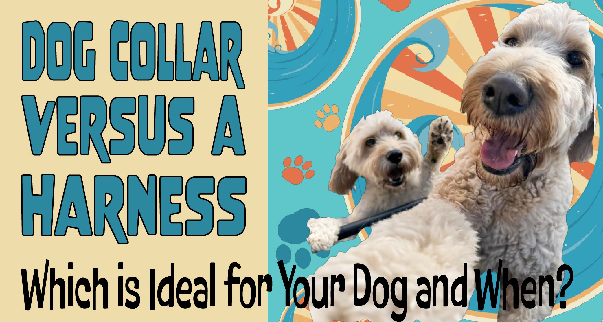 Dog Collar Versus a Harness - Beach Dog Daycare - Newburyport Area