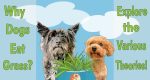 Why Dogs Eat Grass, Newburyport Beach Dog