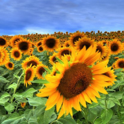 Colby Farm Sunflowers, Sunflower Field, Newbury MA